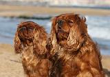 CAVALIER KING CHARLES & KING CHARLES 031